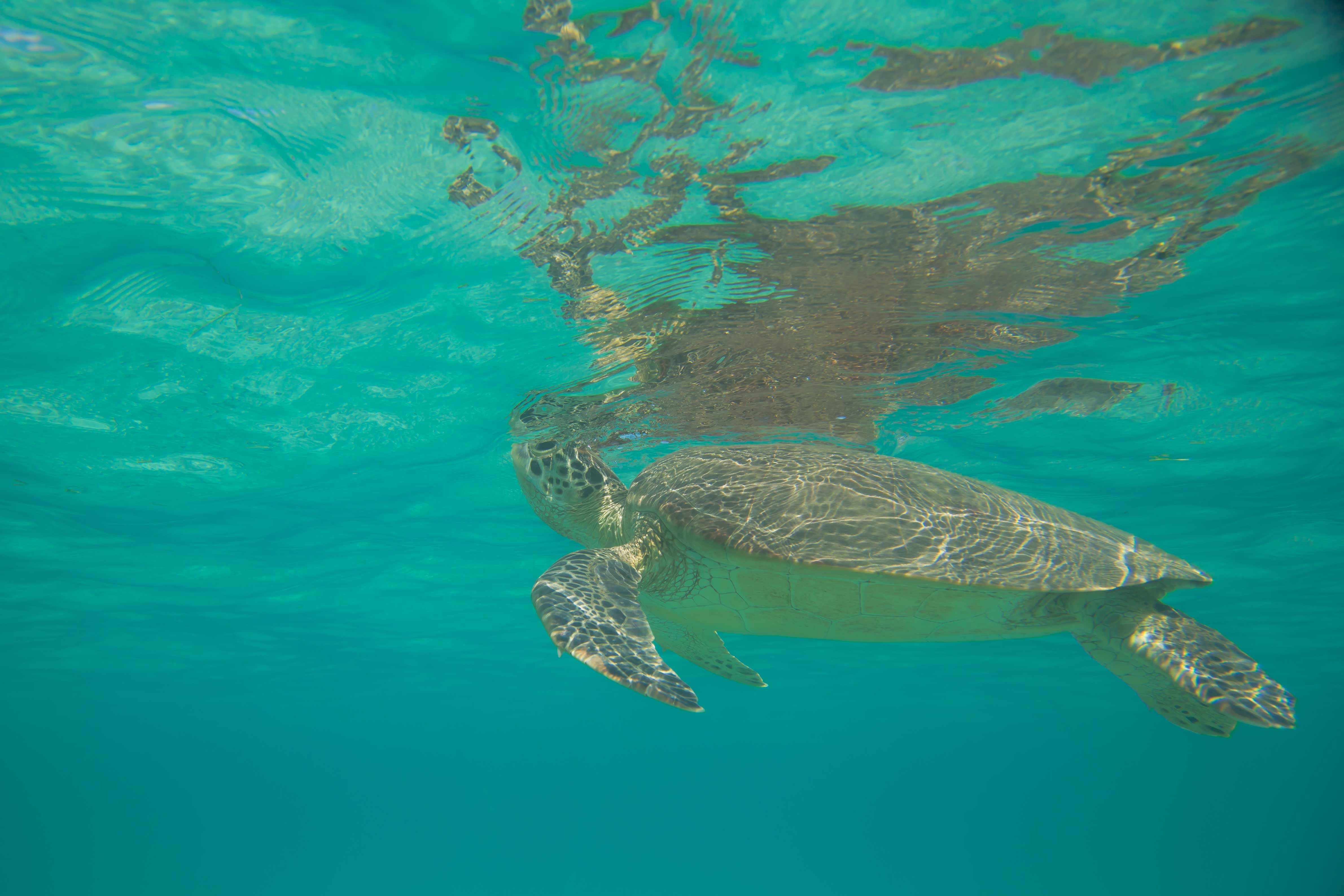 Schildkröten Mayotte